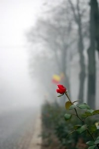 Rose-on-side-of-a-road-with-fog935